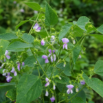 Vigna reflexopilosa – pestovanie a starostlivosť (Vigna reflexopilosa) – fotografia rastliny