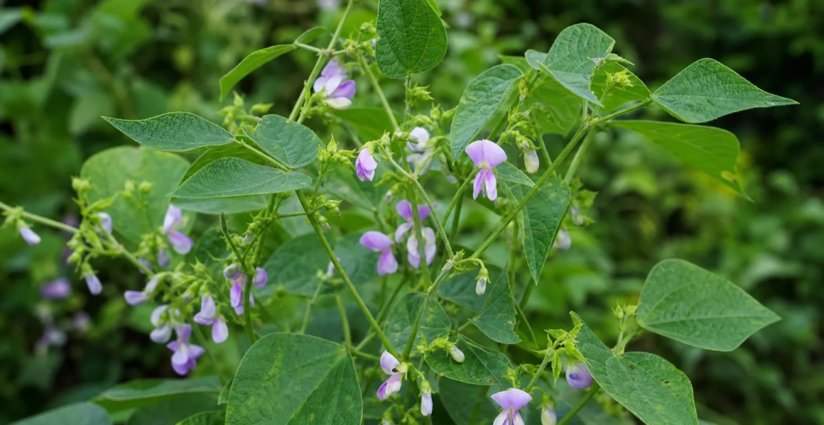 Vigna reflexopilosa – Pflanzenfoto