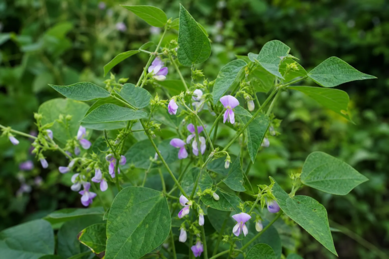 Vigna reflexopilosa