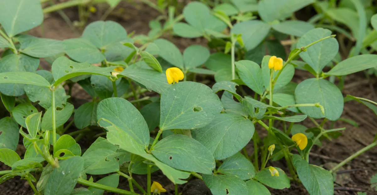 Vigna subterranea – plant photo
