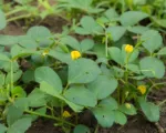 Vigna subterranea care guide