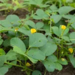 Vigna subterranea care guide (Vigna subterranea) – plant photo