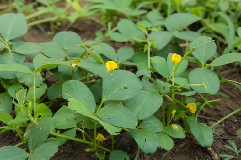 Vigna subterranea care guide (Vigna subterranea) – plant photo