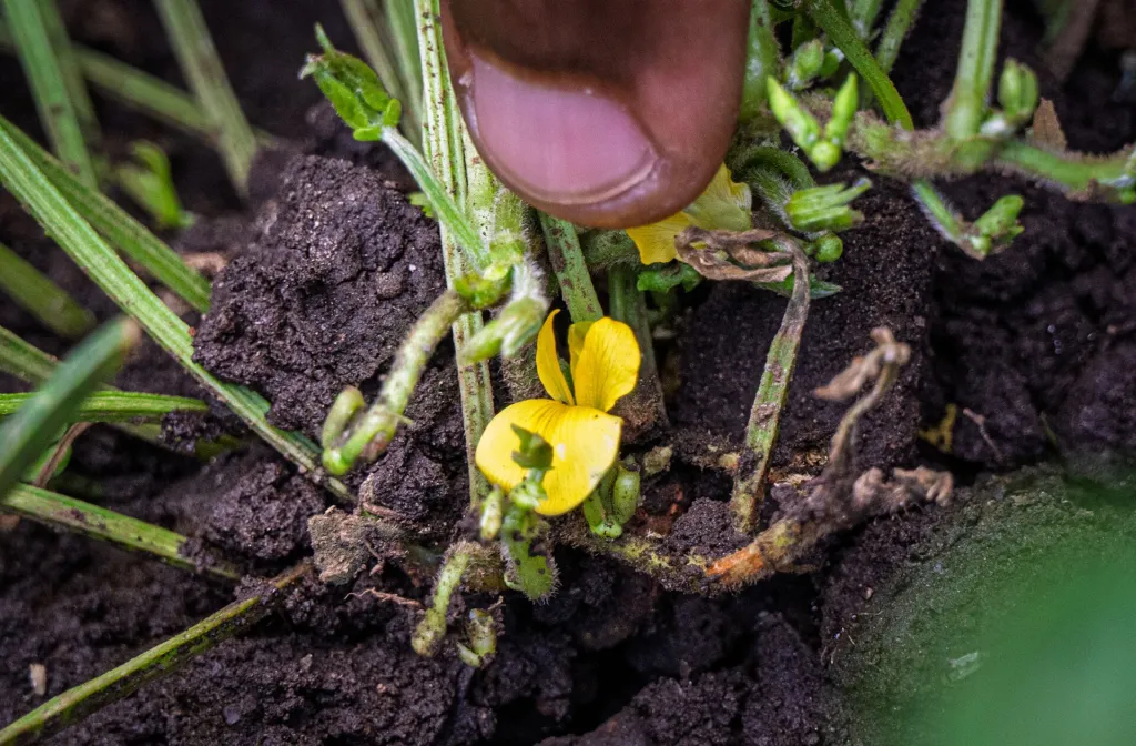 Bambara-Erdnuss (Vigna subterranea) – Blüten in Nahaufnahme, Pflanzenfoto