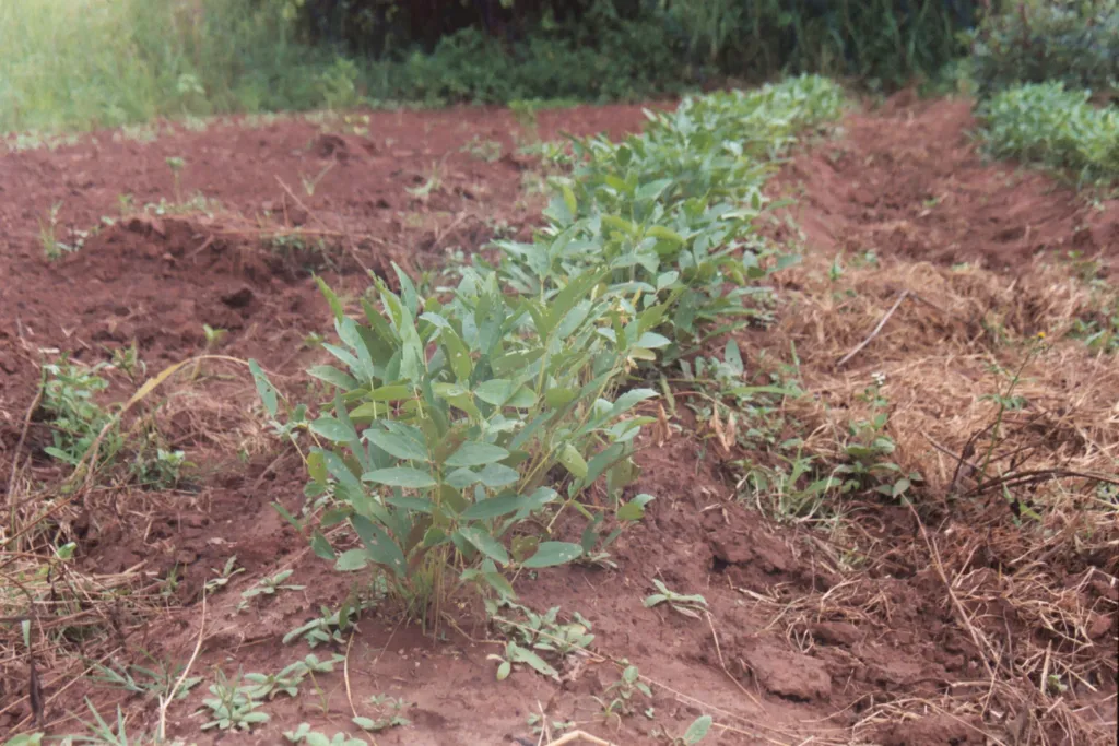 Bambara-Erdnuss (Vigna subterranea) – Früchte in Nahaufnahme, Pflanzenfoto