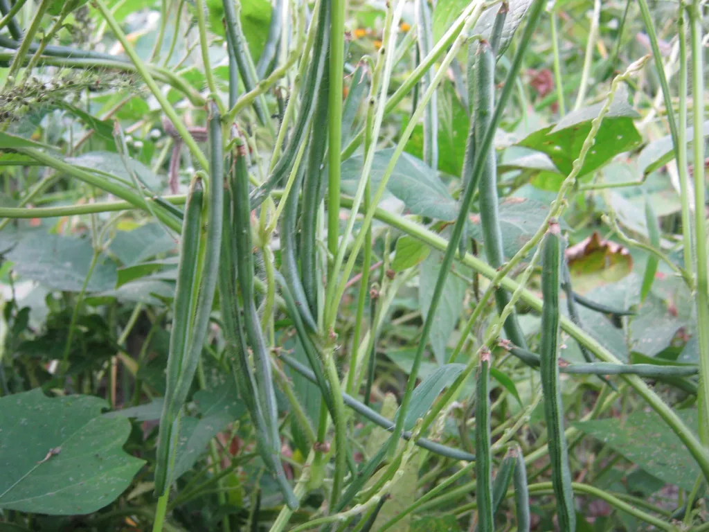 Reisbohne (Vigna umbellata) – typisches Erscheinungsbild, Pflanzenfoto