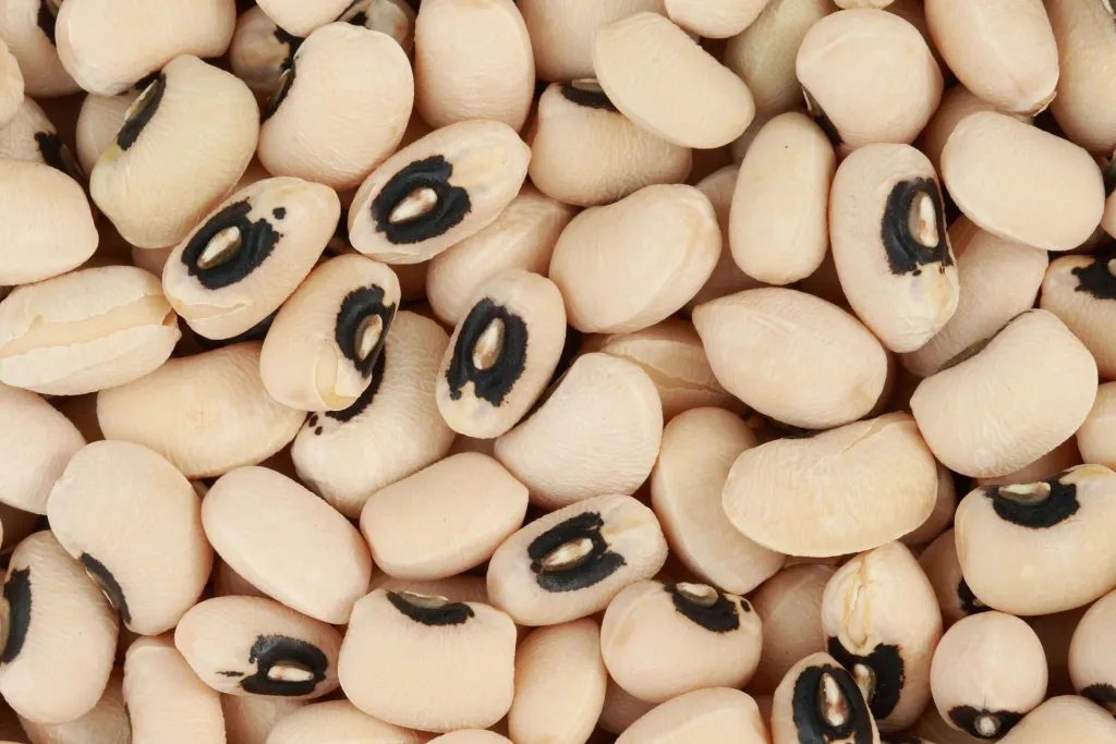 Cowpea (Vigna unguiculata) – characteristic appearance, plant photo