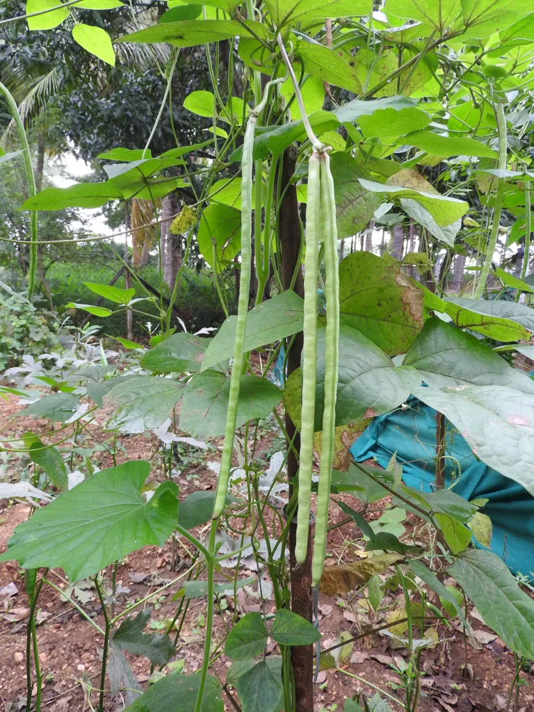 Cowpea (Vigna unguiculata) – characteristic appearance, plant photo