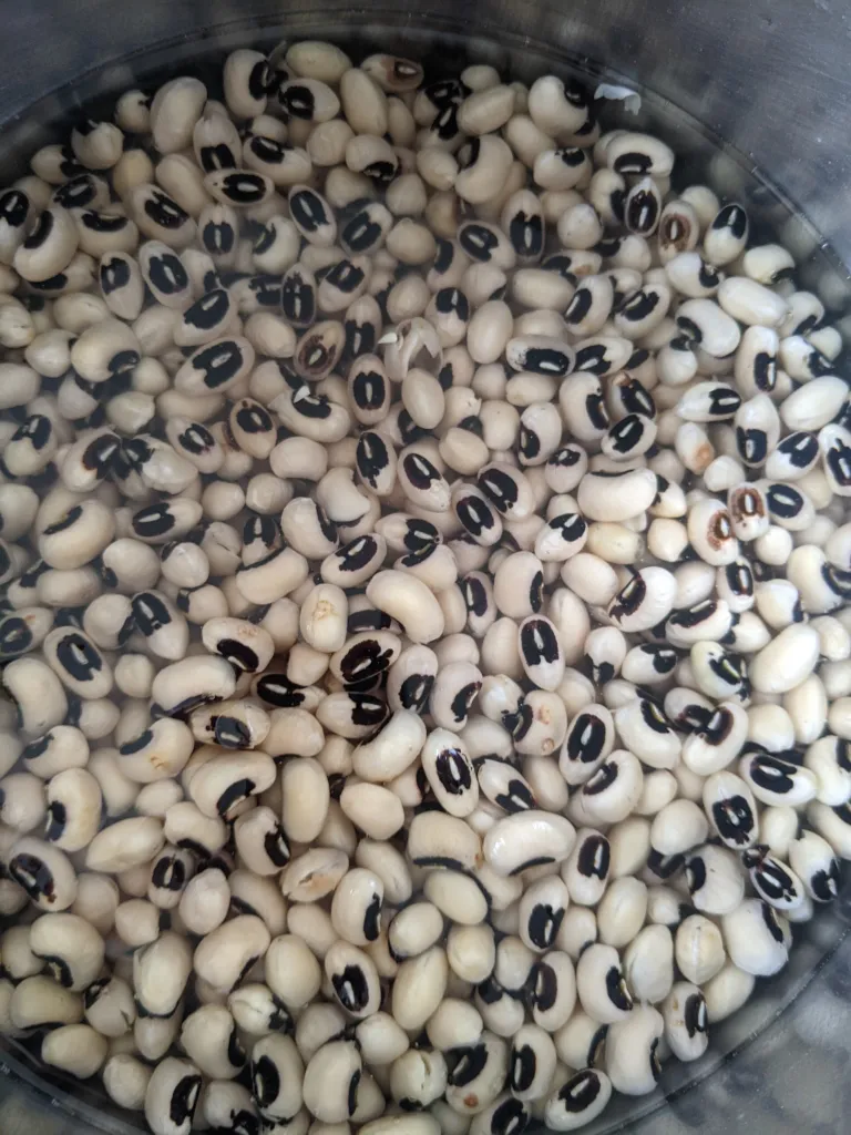 Cowpea (Vigna unguiculata) – seeds and fruit, plant photo