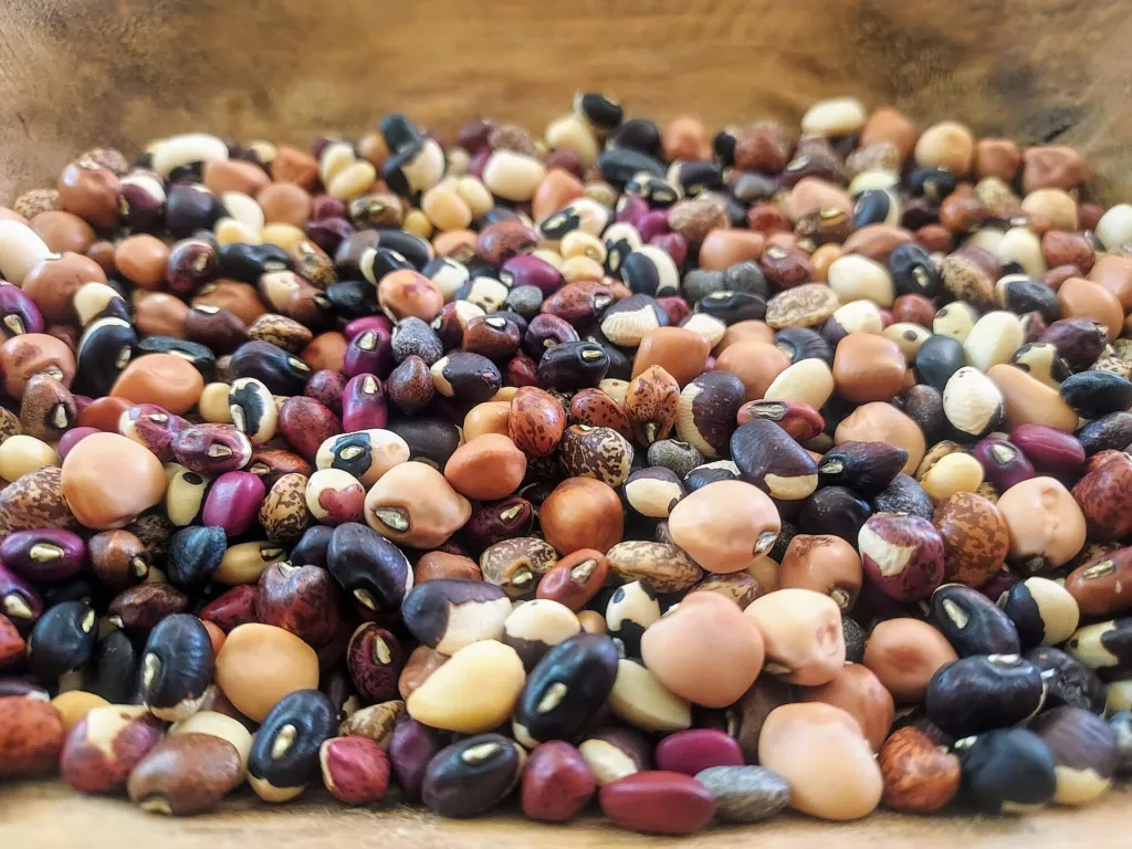 Cowpea (Vigna unguiculata) – characteristic appearance, plant photo