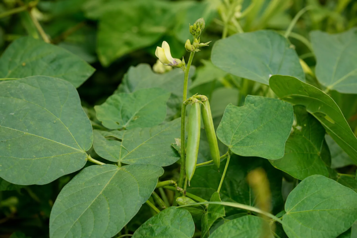 Vigna unguiculata