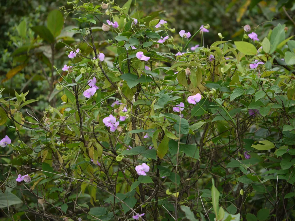 Vigna vexillata – (Vigna vexillata) – Blüten in Nahaufnahme, Pflanzenfoto