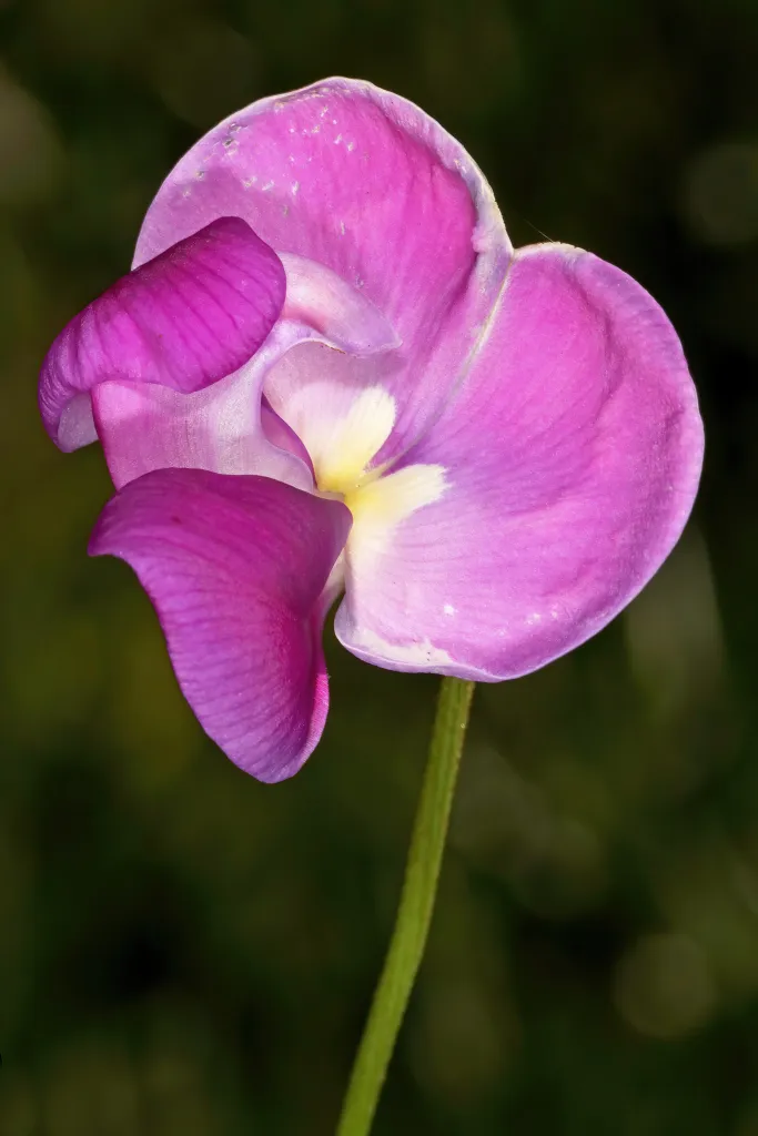 Vigna vexillata – (Vigna vexillata) – Blüten in Nahaufnahme, Pflanzenfoto