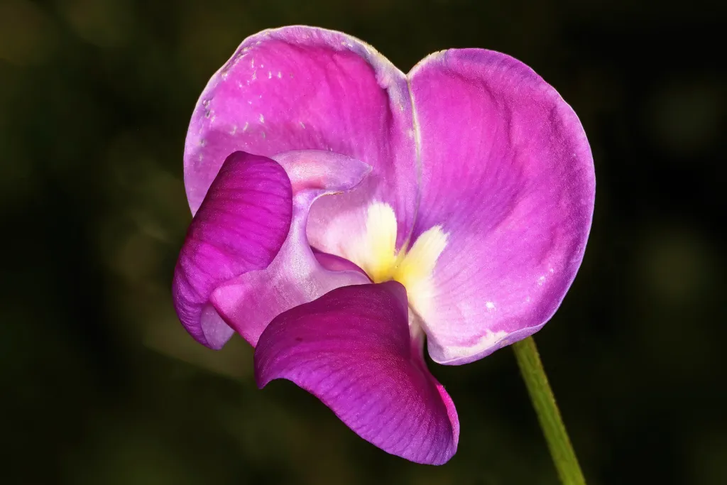 Vigna vexillata – (Vigna vexillata) – Blüten in Nahaufnahme, Pflanzenfoto