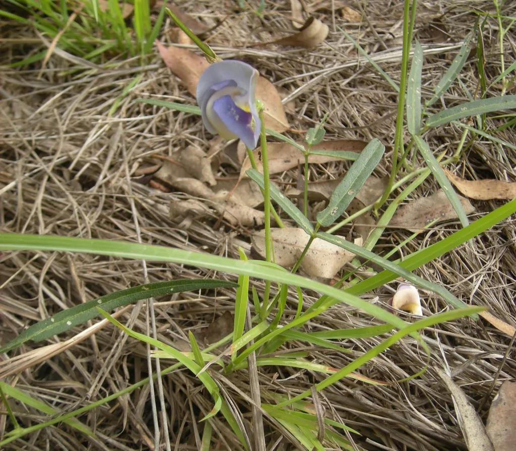 Vigna vexillata – (Vigna vexillata) – am natürlichen Standort, Pflanzenfoto