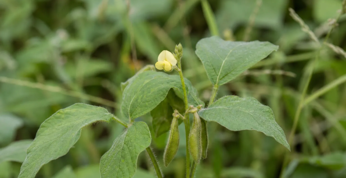 Vigna vexillata – Pflanzenfoto