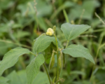Vigna vexillata – Pflege