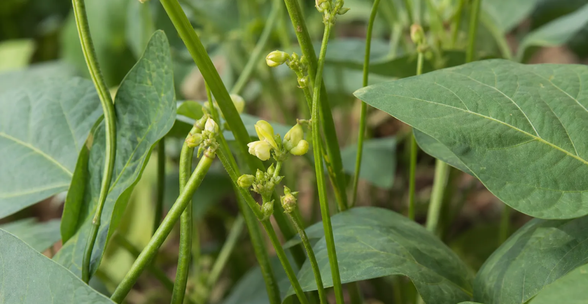 vigna zlatá (Vigna radiata) – fotografia rastliny