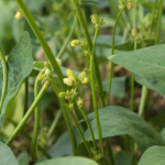 vigna zlatá (Vigna radiata) – fotografia rastliny