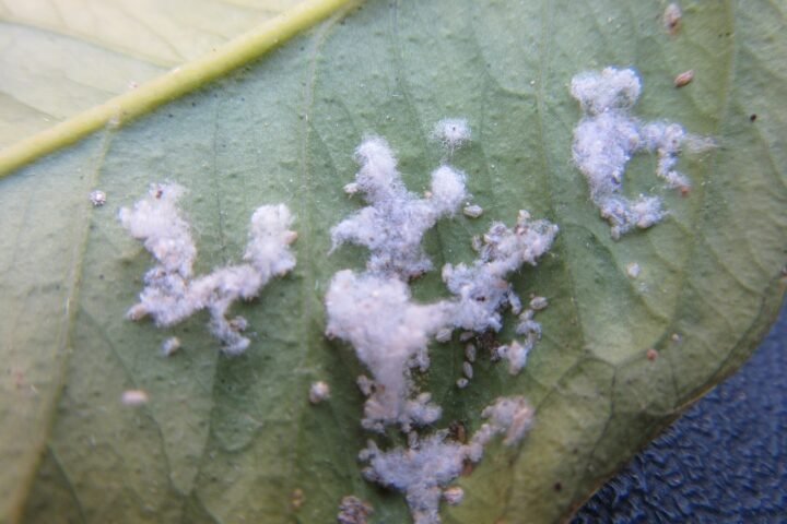 Vlnatá molica citrusov