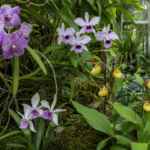 vstavačovité (Orchidaceae) – fotografia rastliny
