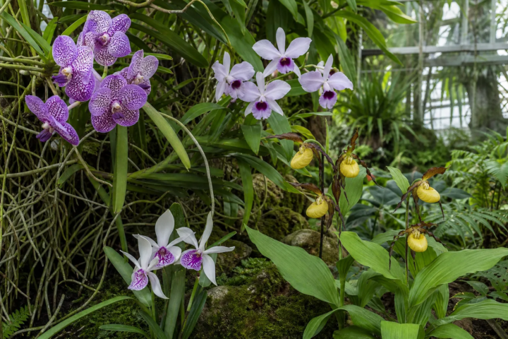 Orchidaceae