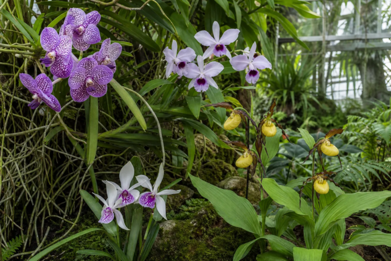 Orchidaceae
