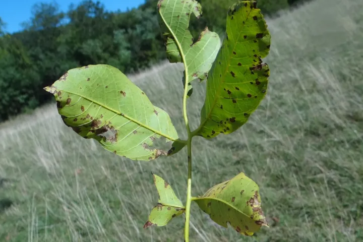 Walnut Anthracnose