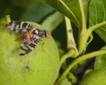 Walnut Husk Fly