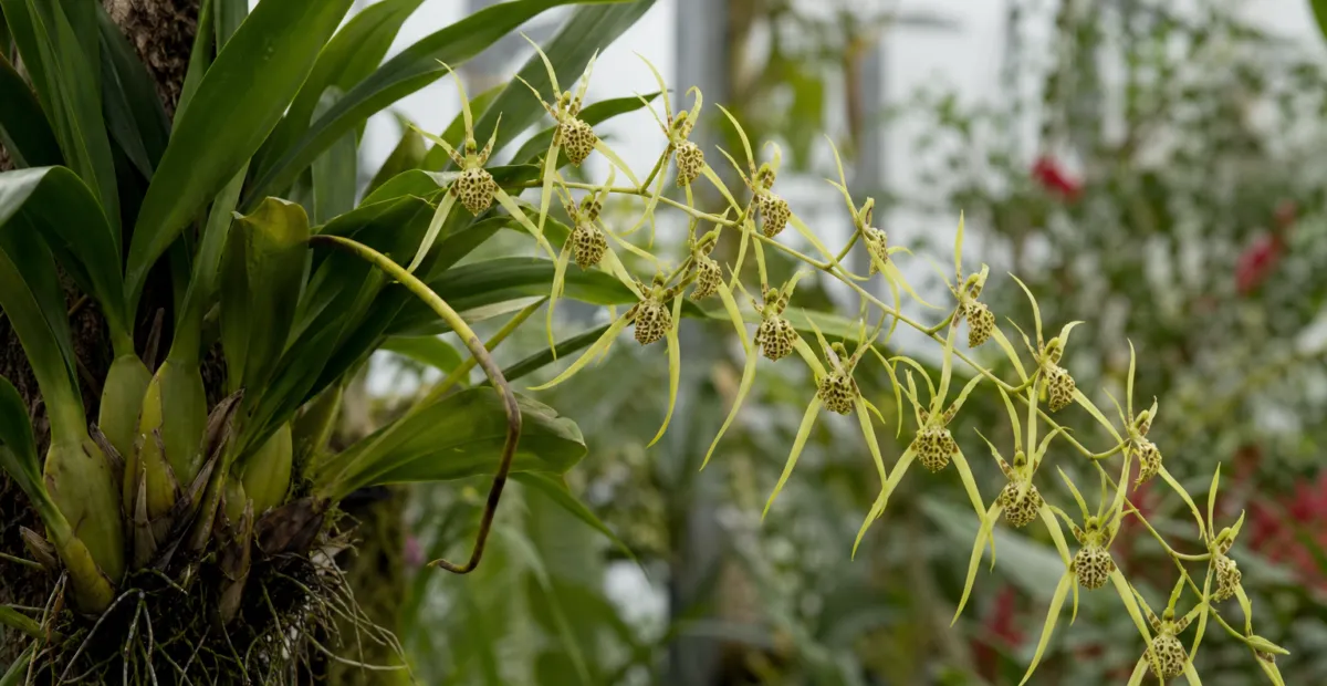Warty Brassia (Brassia verrucosa) – plant photo