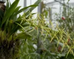 Warty Brassia (Brassia verrucosa) care guide