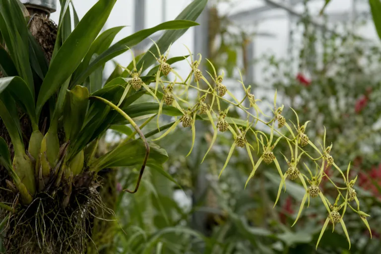 Brassia verrucosa