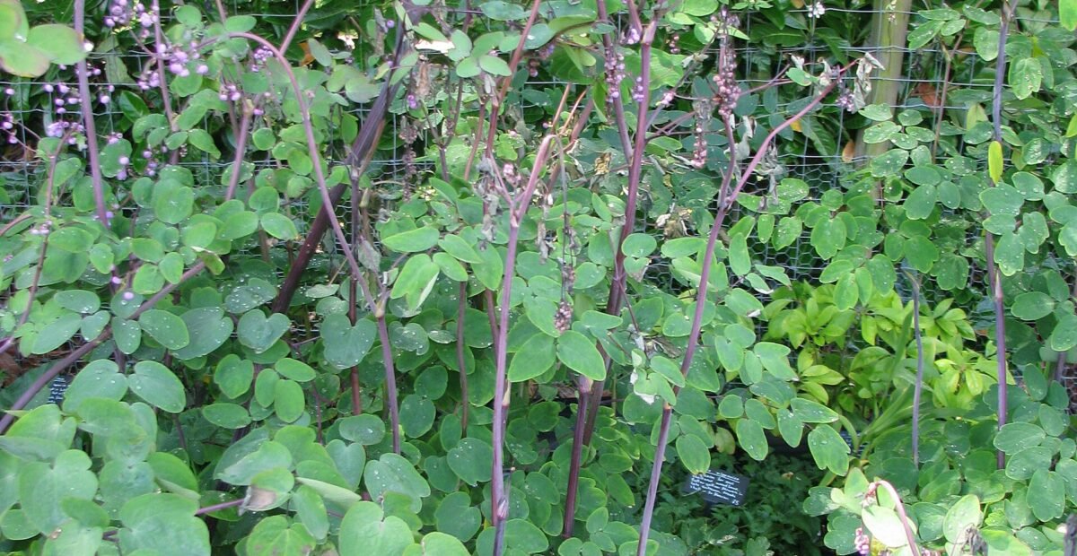 Wassermangel