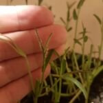 Wasserspinat (Ipomoea aquatica) – Pflanzenfoto