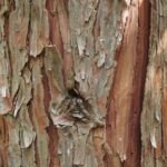 Weihrauchzeder (Calocedrus decurrens) – Pflanzenfoto