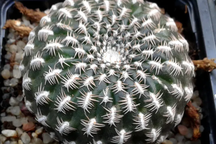 Weingartia arenacea