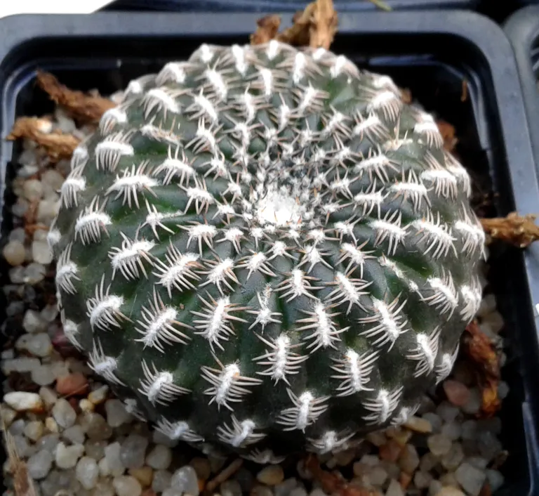 Weingartia arenacea