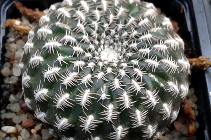 Weingartia arenacea