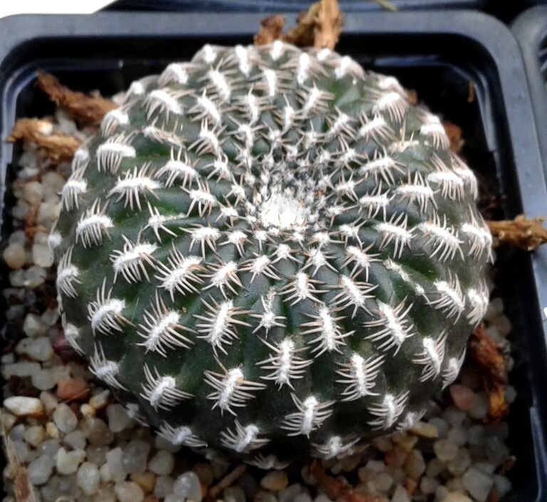Weingartia arenacea