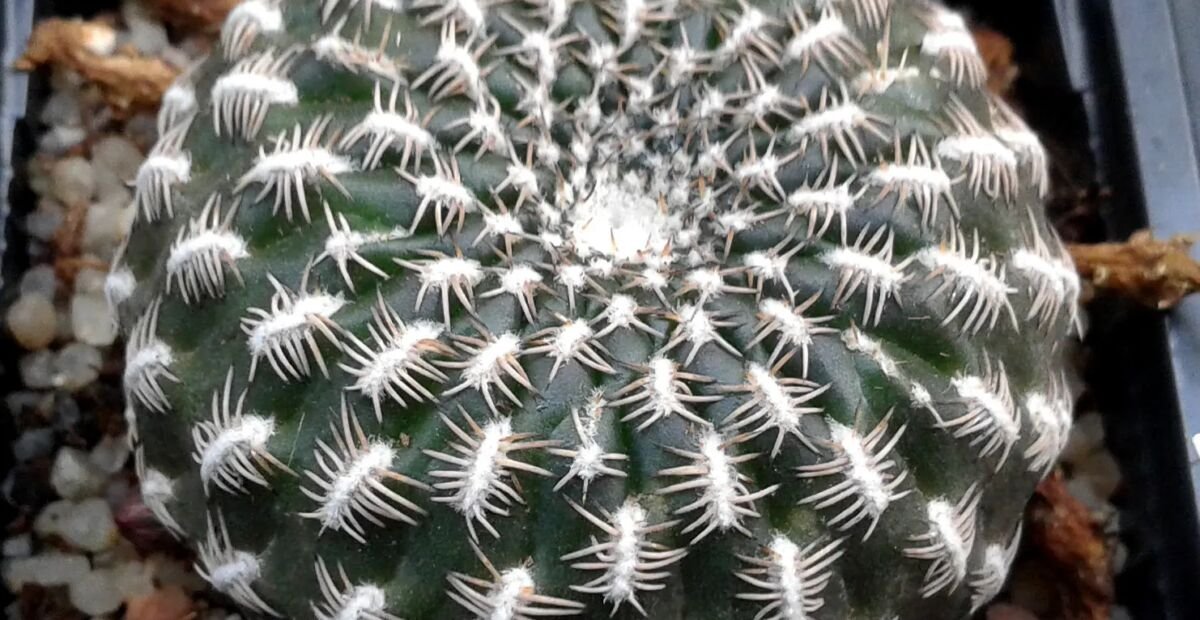 Weingartia arenacea – Pflanzenfoto