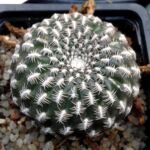 Weingartia arenacea – (Weingartia arenacea) – Pflanzenfoto