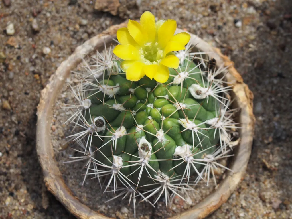 Weingartia neocumingii care guide (Weingartia neocumingii) – in a garden setting, plant photo