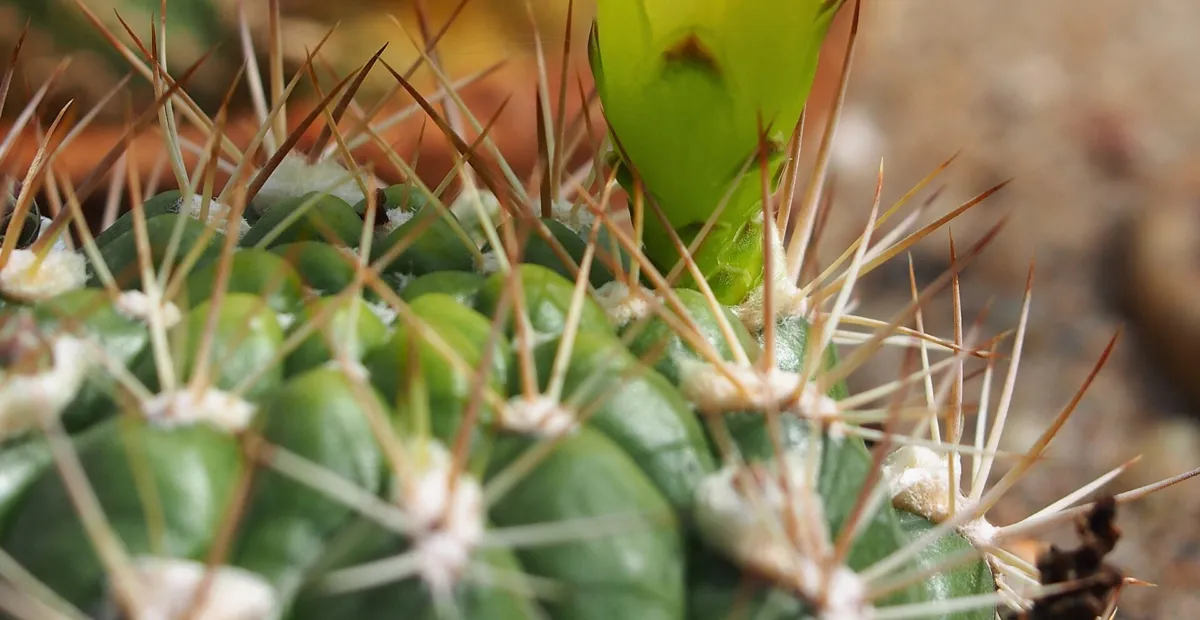 Weingartia neocumingii – plant photo