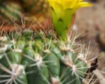 Weingartia neocumingii care guide