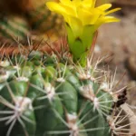 Weingartia neocumingii care guide (Weingartia neocumingii) – plant photo