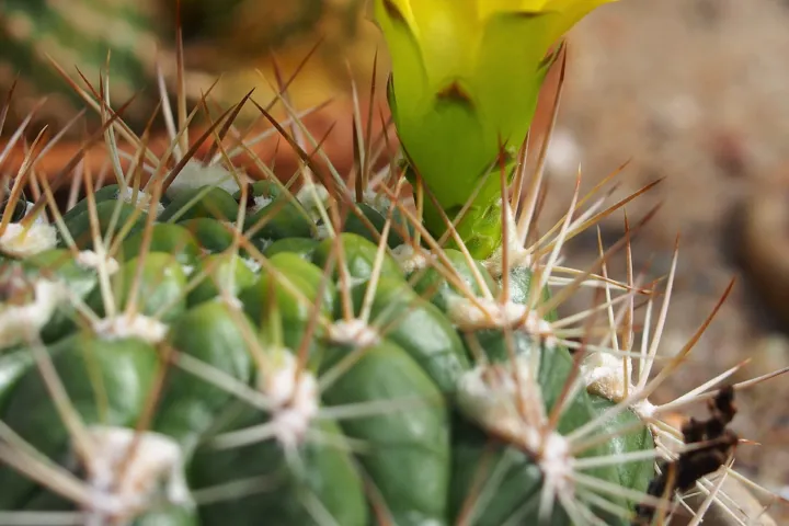 Weingartia neocumingii