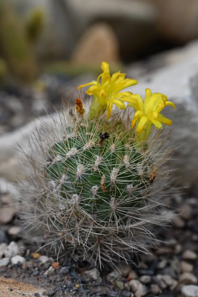 Weingartia neocumingii care guide (Weingartia neocumingii) – in a garden setting, plant photo