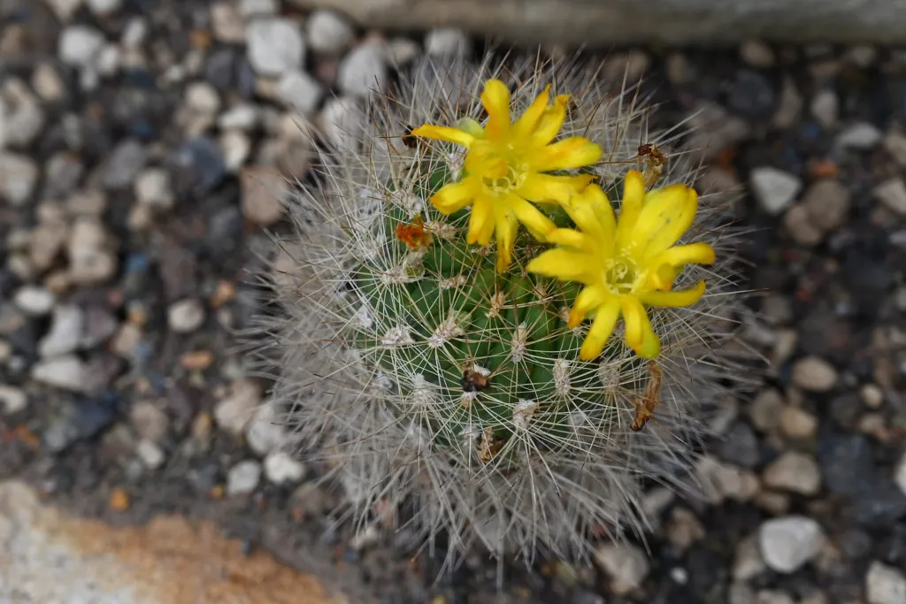 Weingartia neocumingii care guide (Weingartia neocumingii) – in a garden setting, plant photo