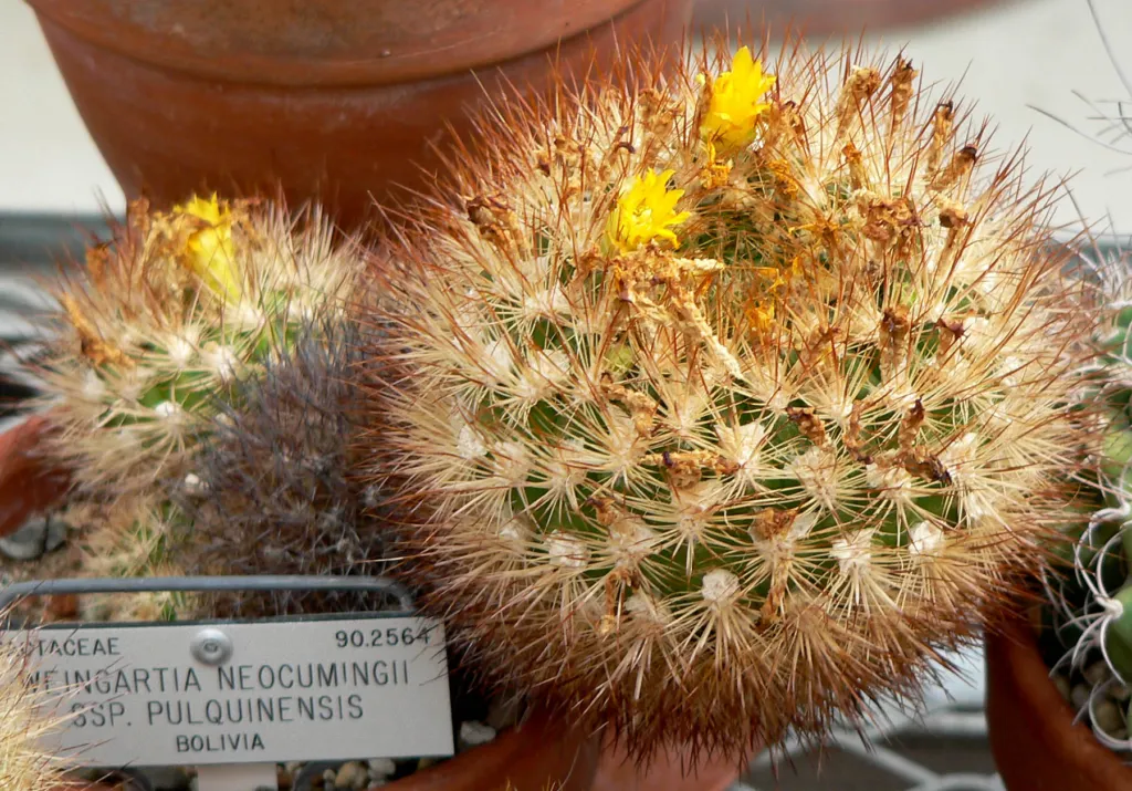 Weingartia neocumingii care guide (Weingartia neocumingii) – in a garden setting, plant photo