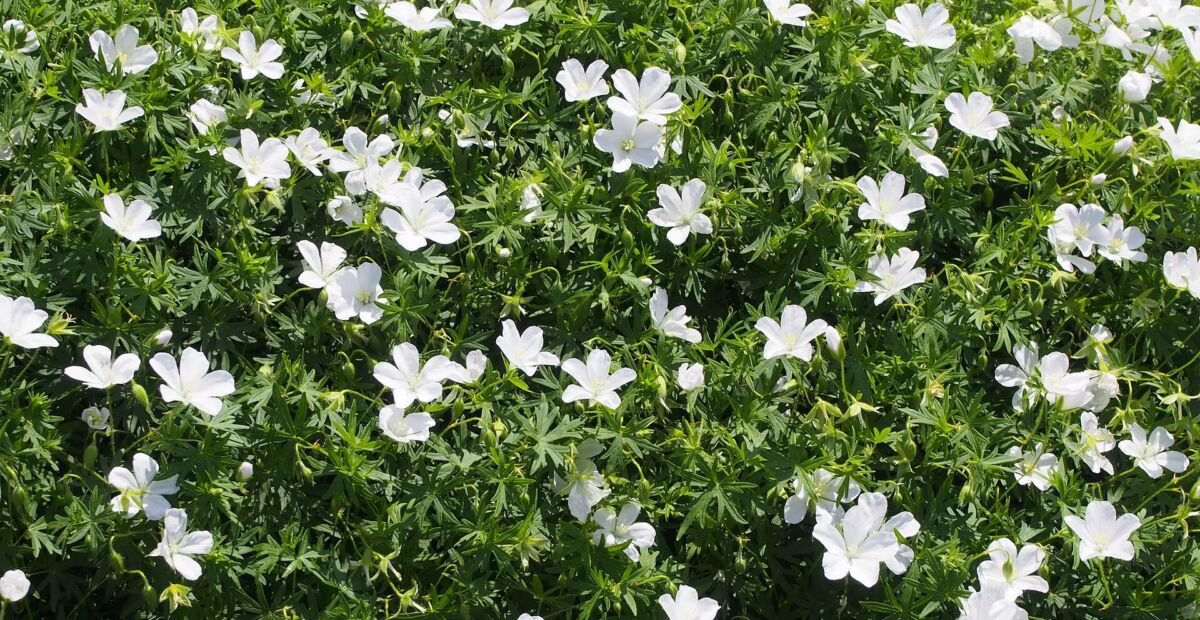 Weißer Blut-Storchschnabel (Geranium 'Sanguineum Album') – Pflanzenfoto